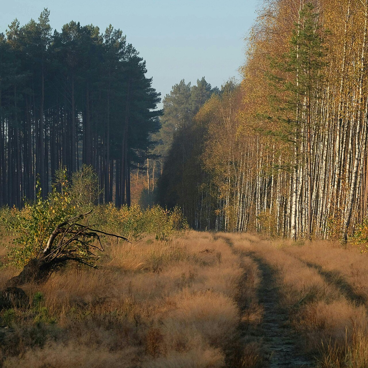 Autumn Forest Path - 16 piece jigsaw puzzle | Nature