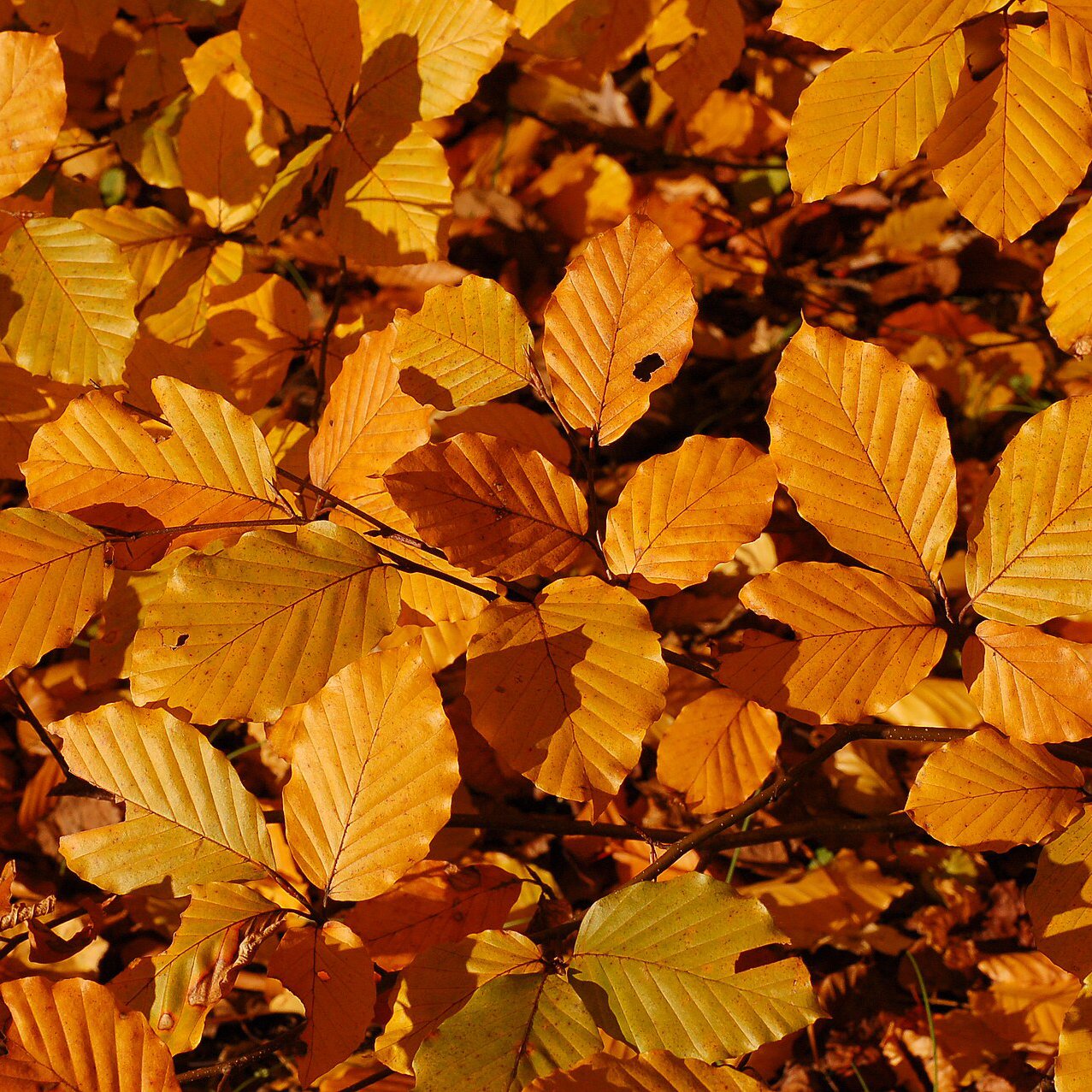 Autumn Leaves - 49 piece jigsaw puzzle | Nature