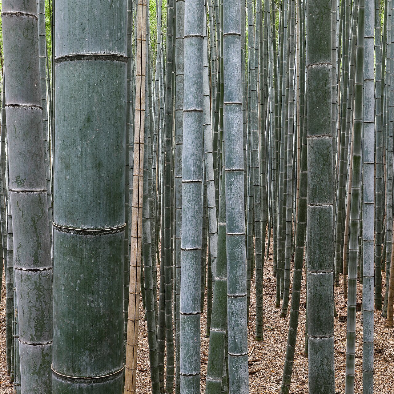 Bamboo Forest - 49 piece jigsaw puzzle | Nature