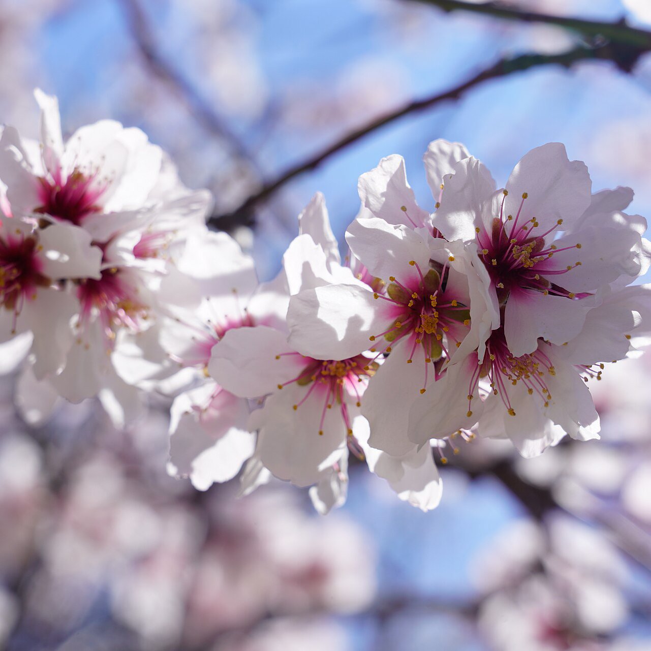 Cherry Blossom Park - 25 piece jigsaw puzzle | Nature