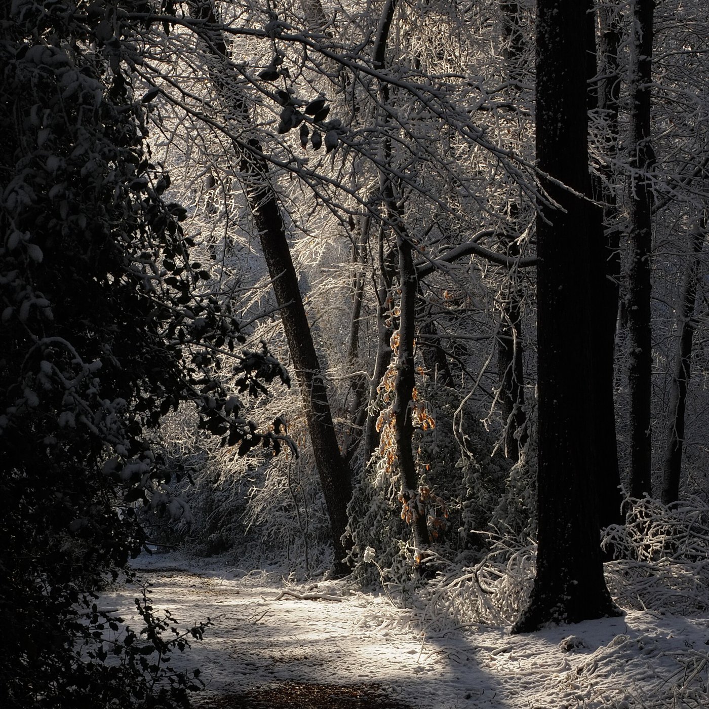 Enchanted Forest - 100 piece jigsaw puzzle | Nature