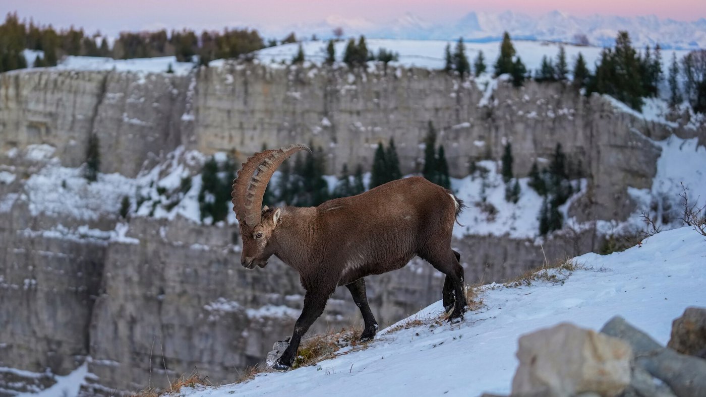 Swiss Alps - 225 piece jigsaw puzzle | Nature